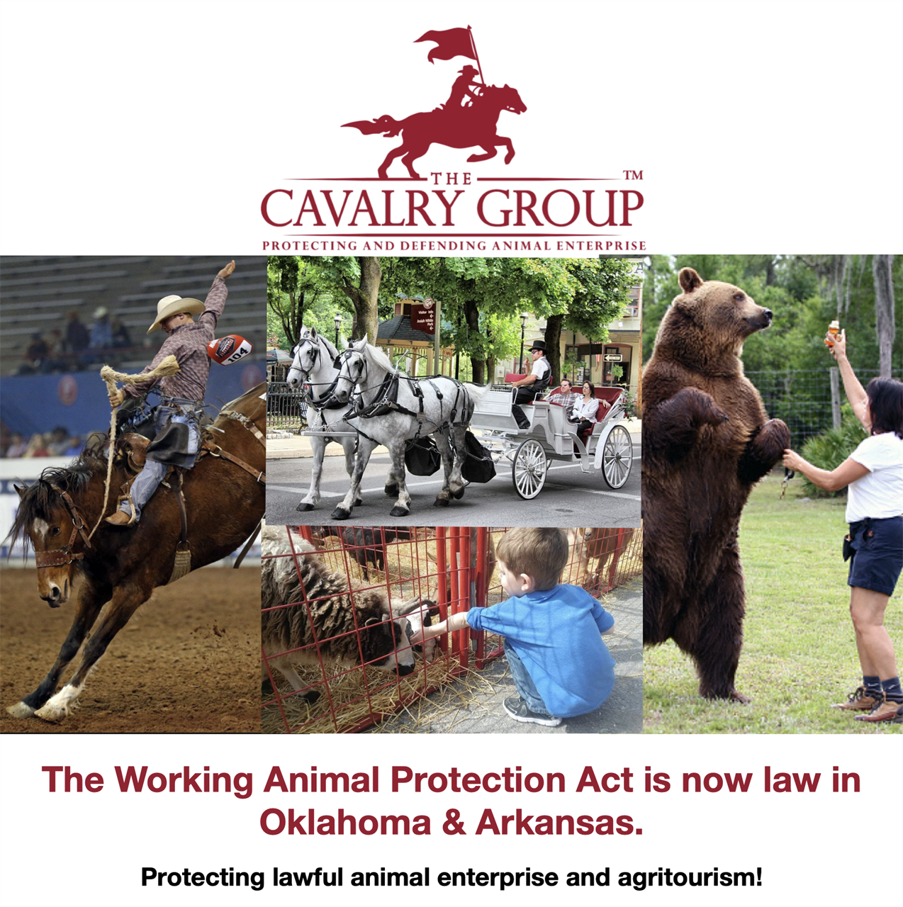 The Cavalry Group - Working Animal Protection Act